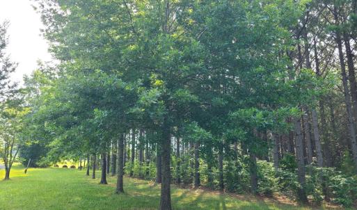 Photo #78 of 1562 Rocks Church Road, Pamplin, VA 114.1 acres