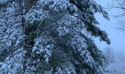 Photo #61 of 553 Gun Mountain Dr, Monroe, VA 10.1 acres