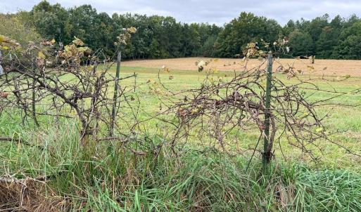 Photo #57 of 8147 Red House Road, Phenix, VA 24.3 acres