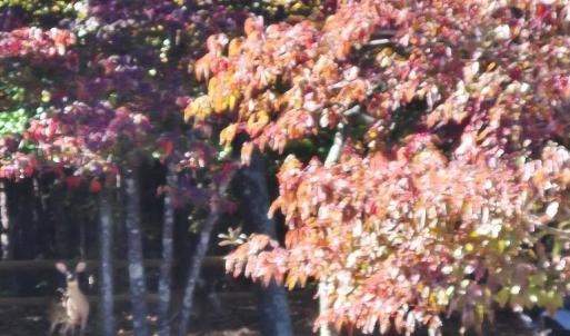 Photo #30 of 2128 Hubbard Road, Rice, VA 2.0 acres
