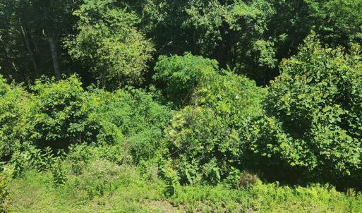 Photo #39 of 195 Turkey Top Cir, West Augusta, VA 4.9 acres