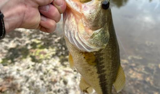 Photo #50 of 7941 Sugar Hill Road, Brookneal, VA 48.6 acres