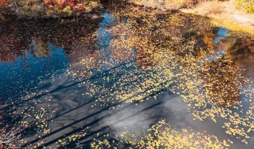 Photo #49 of 7941 Sugar Hill Road, Brookneal, VA 48.6 acres