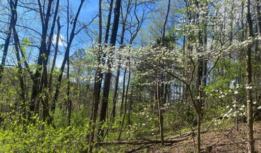 Photo #7 of 2728 E Branch Loop, Roseland, VA 101.6 acres