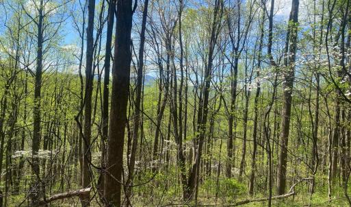 Photo #39 of 2728 E Branch Loop, Roseland, VA 101.6 acres