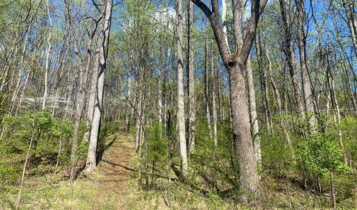 Photo #4 of 2728 E Branch Loop, Roseland, VA 101.6 acres