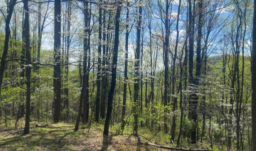 Photo #36 of 2728 E Branch Loop, Roseland, VA 101.6 acres