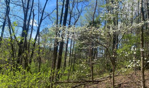 Photo #7 of 2728 E Branch Loop, Roseland, VA 101.6 acres