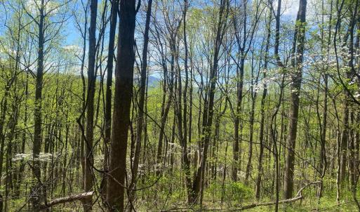 Photo #39 of 2728 E Branch Loop, Roseland, VA 101.6 acres