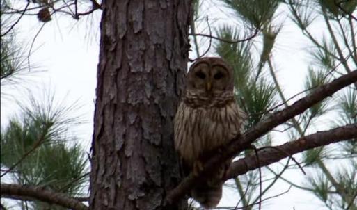 Photo #96 of 5050 Falkland Road, Scottsburg, VA 159.2 acres