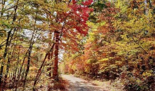 Photo #91 of 5050 Falkland Road, Scottsburg, VA 159.2 acres