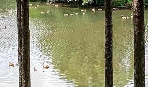 Photo #98 of 409 Lake Vista Drive, Forest, VA 1.0 acres