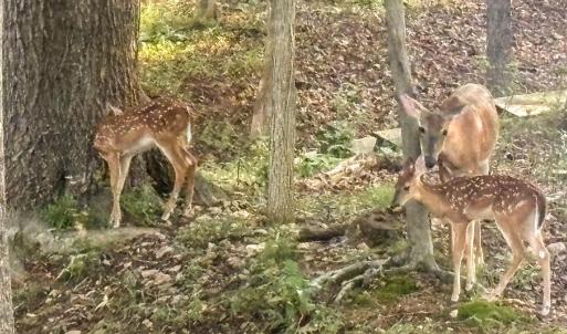 Photo #81 of 409 Lake Vista Drive, Forest, VA 1.0 acres