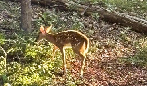 Photo #82 of 409 Lake Vista Drive, Forest, VA 1.0 acres