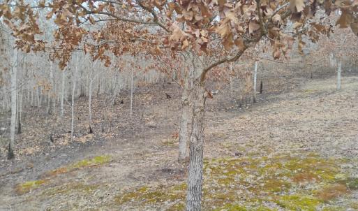 Photo #45 of 4183 TYE RIVER Road, Amherst, VA 5.0 acres