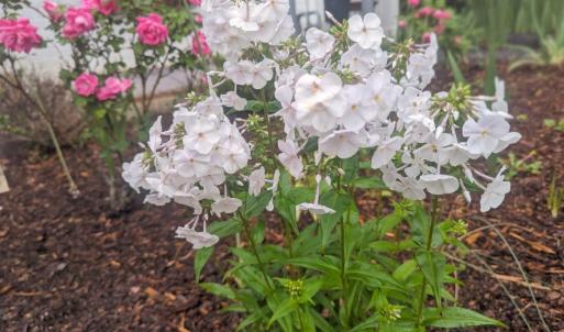 Photo #62 of 3906 Royal Boulevard, Lynchburg, VA 0.2 acres