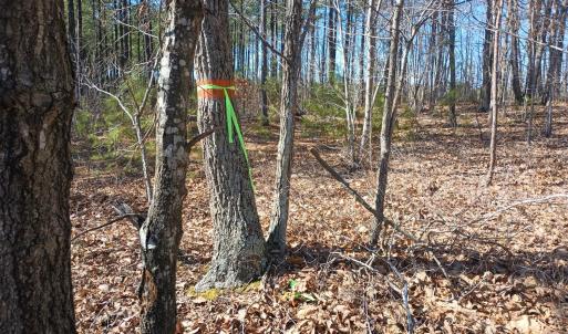 Photo #73 of 3901 Midland Rd, Wingina, VA 6.4 acres