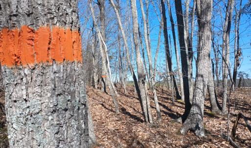 Photo #72 of 3901 Midland Rd, Wingina, VA 6.4 acres