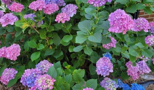 Photo #54 of 3105 Horseshoe Road, Appomattox, VA 1.1 acres