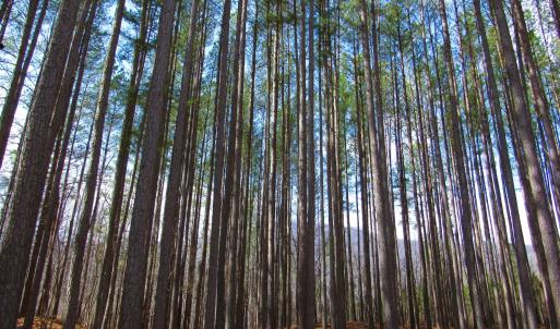 Photo #37 of 3324 Laurel Road, Shipman, VA 2.0 acres