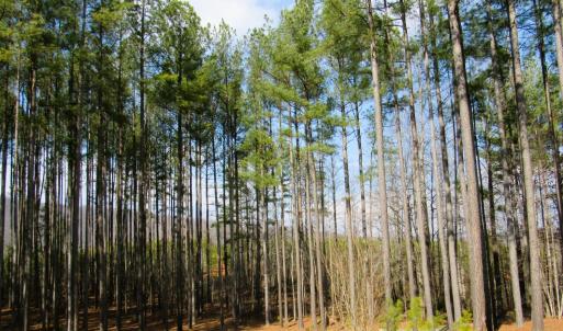 Photo #36 of 3324 Laurel Road, Shipman, VA 2.0 acres