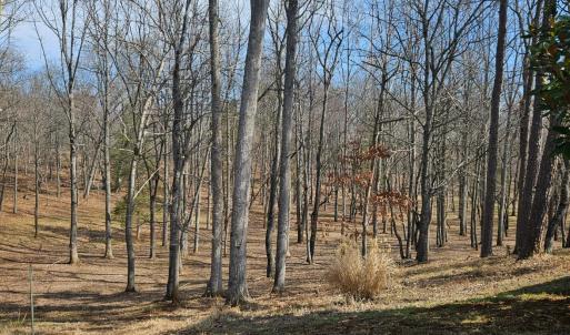 Beautiful woods, which were all under brushed by the current owner.
