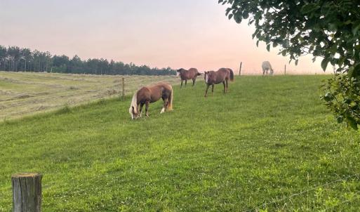 Photo #59 of 801 Purdum Mill Road, Appomattox, VA 28.3 acres