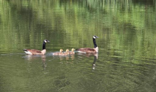 Photo #4 of 1350 Country Estates Drive, Lowry, VA 26.4 acres