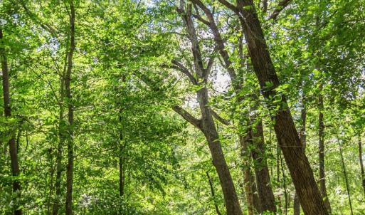 Photo #73 of 1783 Prince Edward Highway, Pamplin, VA 96.6 acres