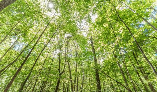 Photo #75 of 1783 Prince Edward Highway, Pamplin, VA 96.6 acres