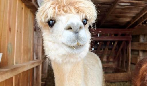 Photo #61 of 1086 Meadow Drive, Appomattox, VA 9.5 acres