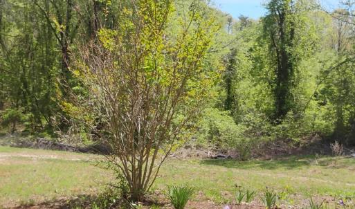 Photo #46 of 4183 TYE RIVER Road, Amherst, VA 14.3 acres