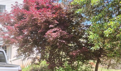 Photo #47 of 4183 TYE RIVER Road, Amherst, VA 14.3 acres