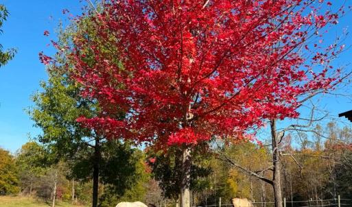 Photo #57 of 651 Scott Jacobs Memorial Drive, Gretna, VA 24.8 acres