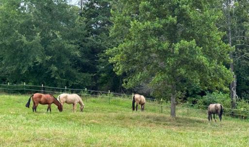Photo #60 of 651 Scott Jacobs Memorial Drive, Gretna, VA 24.8 acres