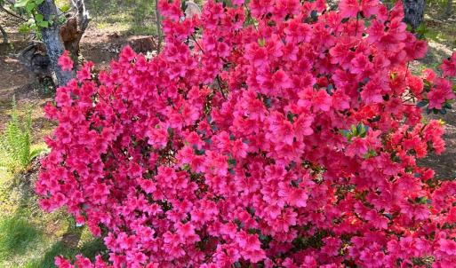 Photo #89 of 141 Cradon Hills, Amherst, VA 30.0 acres