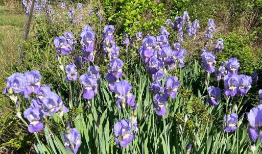 Photo #91 of 141 Cradon Hills, Amherst, VA 30.0 acres