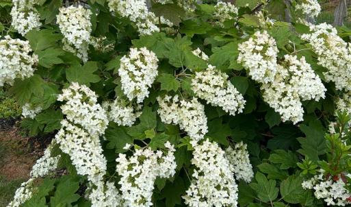 Photo #92 of 141 Cradon Hills, Amherst, VA 30.0 acres