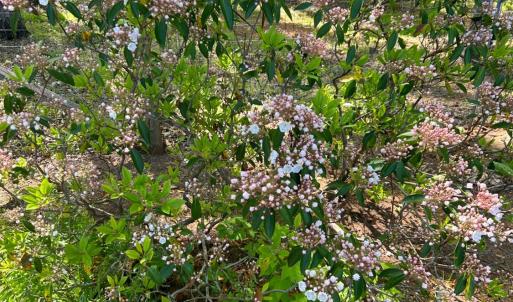 Photo #90 of 141 Cradon Hills, Amherst, VA 30.0 acres