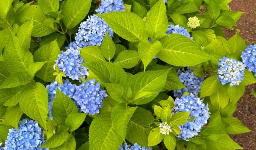 Photo #93 of 141 Cradon Hills, Amherst, VA 30.0 acres