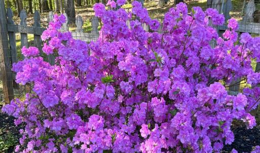 Photo #89 of 141 Cradon Hills, Amherst, VA 30.0 acres