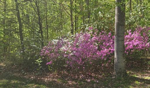 Photo #30 of 1308 Simpkins Lake Road, Bedford, VA 2.3 acres