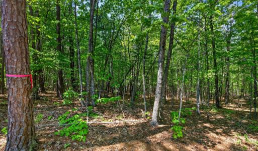 Photo #60 of 1301 Hummingbird Lane, Spout Spring, VA 1.3 acres