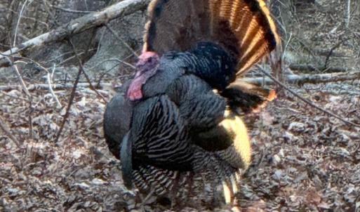Wildlife on the property