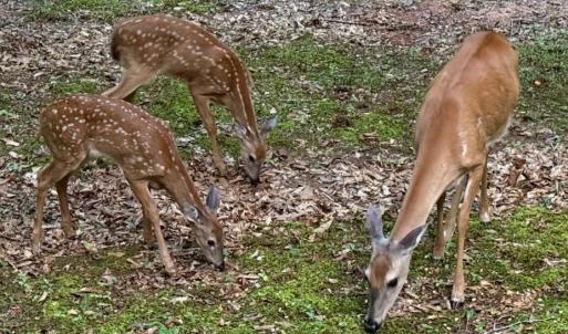 Photo #51 of 157 White Pine Court, Monroe, VA 5.1 acres
