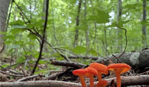 Photo #40 of 270 Little Cabin Road, Amherst, VA 11.5 acres