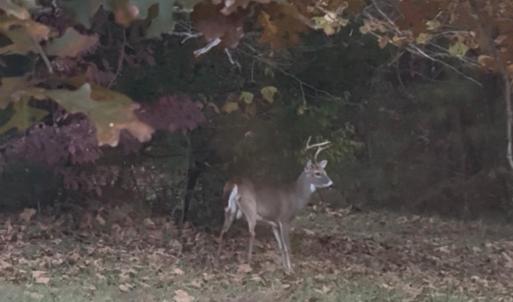 Photo #59 of 1408 Coleman Mountain Road, Appomattox, VA 23.6 acres
