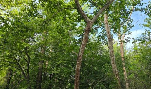 Photo #79 of 1408 Coleman Mountain Road, Appomattox, VA 23.6 acres