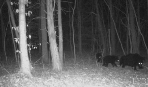 Photo #62 of 1408 Coleman Mountain Road, Appomattox, VA 23.6 acres
