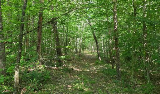 Photo #87 of 1408 Coleman Mountain Road, Appomattox, VA 23.6 acres